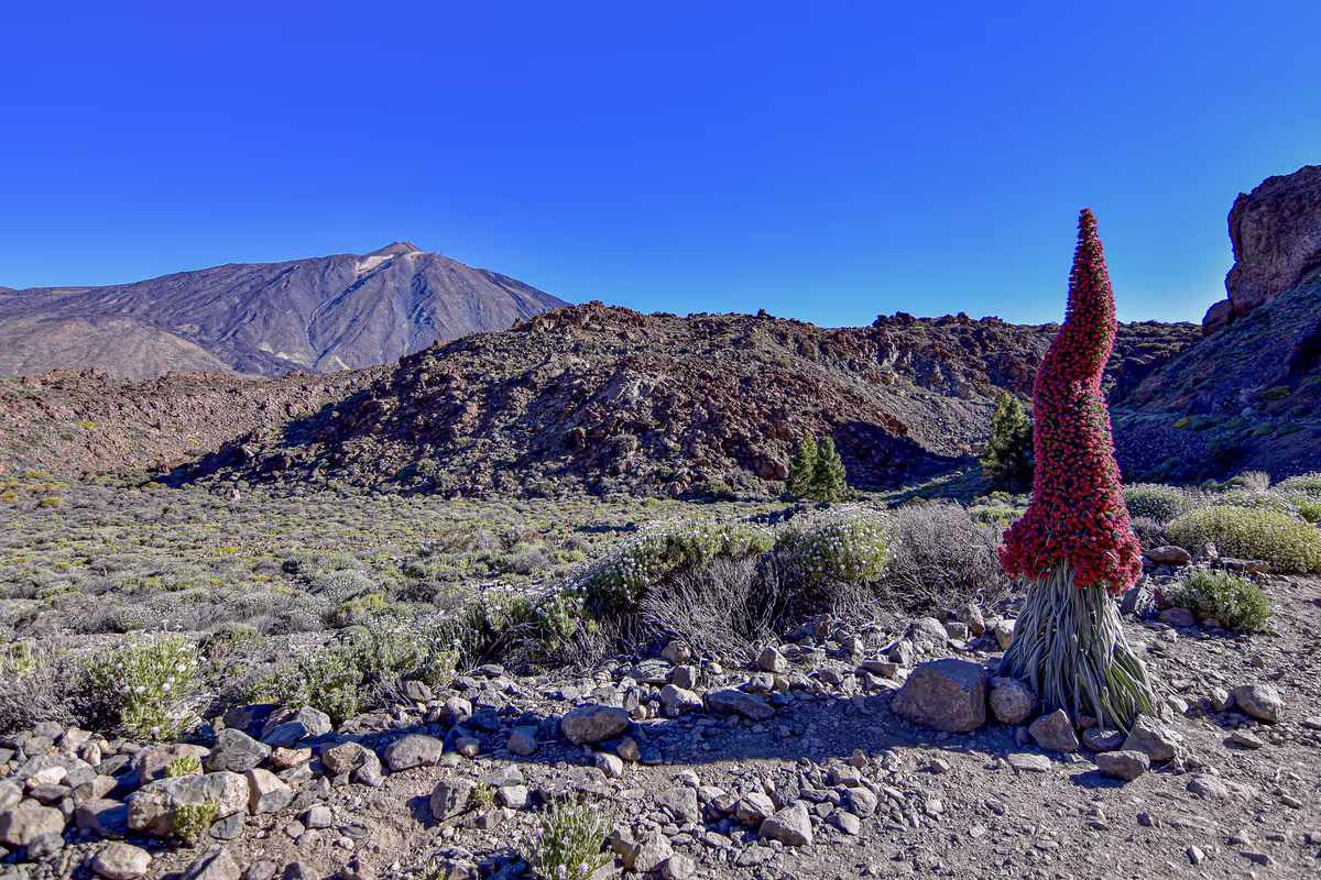 Tenerife Bluetrail 2021 in Teneriffa, Matthias Bachmann